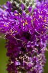 Purple prairie clover